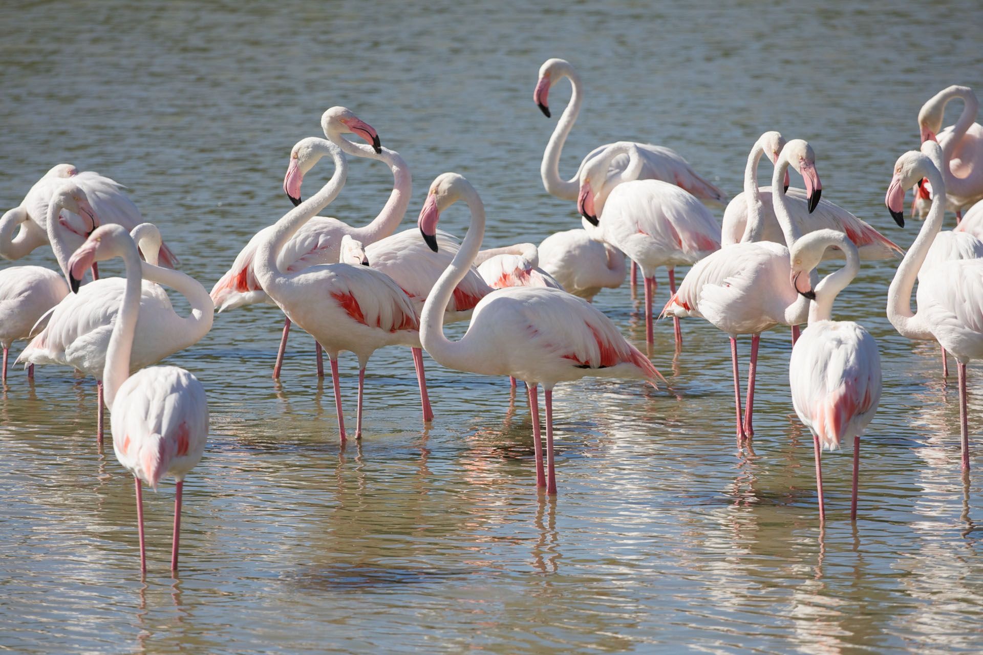 Fenicotteri rosa in Camargue