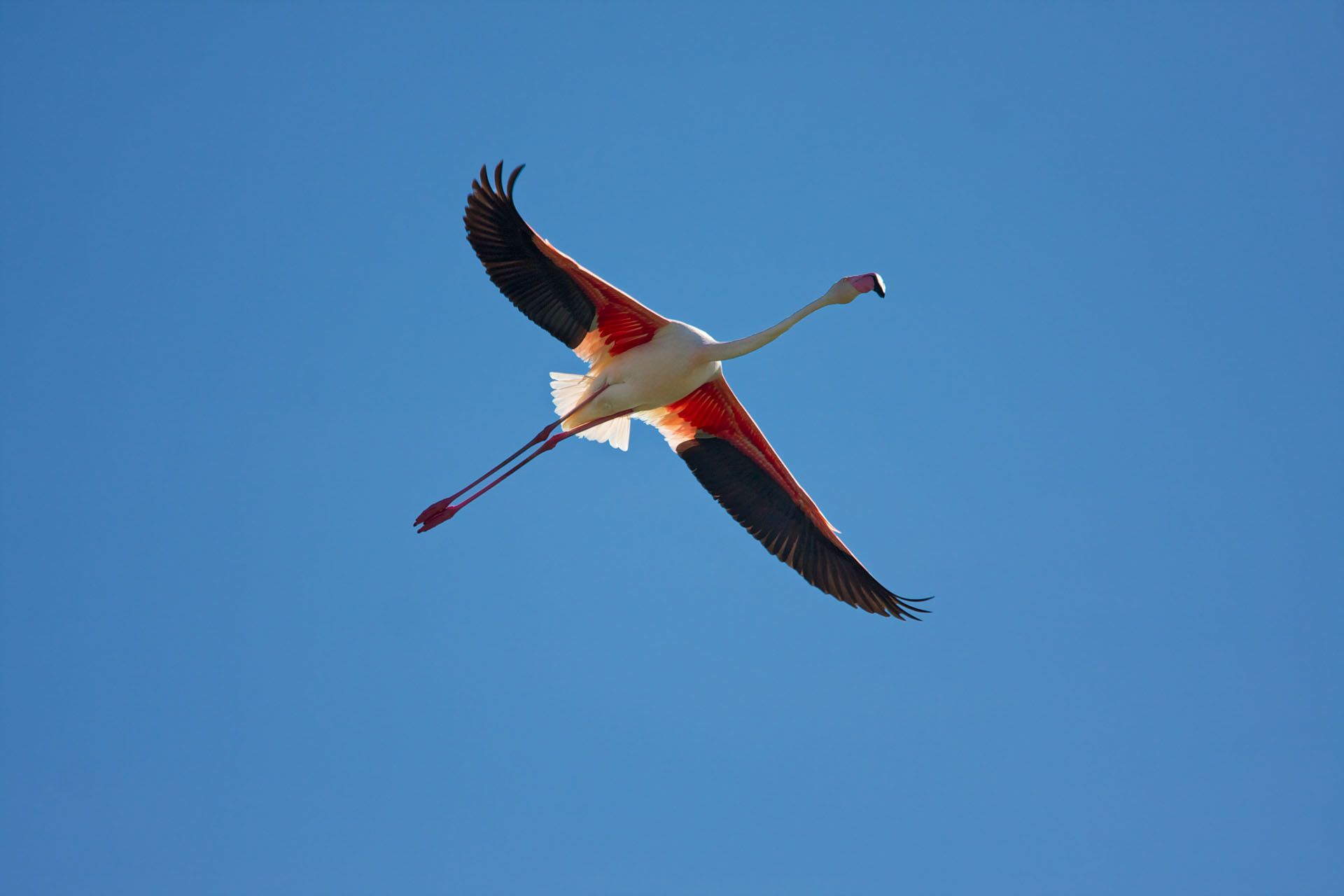 Fenicottero rosa in volo