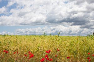 Campo di frumento e papaveri a Valensole. Francia.