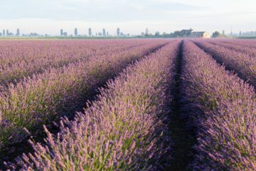 Lavanda nel delta del Po