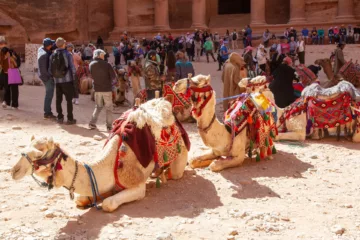 Cammelli in attesa dei turisti per un giro dentro Petra