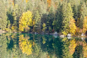 Vista autunnale del Lago di Tovel con riflessi d'acqua e alberi colorati, Val di Non, Trentino
