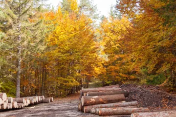 Sentiero autunnale nel bosco vicino al Lago di Tovel, Val di Non, Trentino, Italia