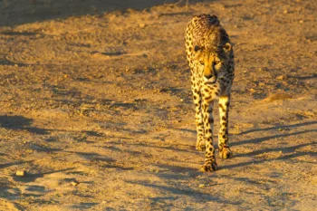 Un ghepardo cammina sulla sabbia illuminata dal tramonto nella riserva di Inverdoorn, Sud Africa.
