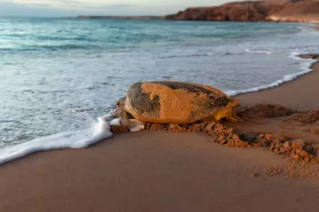 Tartaruga marina sulla spiaggia sabbiosa di Ras Al Hadd, Oman, mentre torna verso il mare all'alba dopo aver depositato le uova.