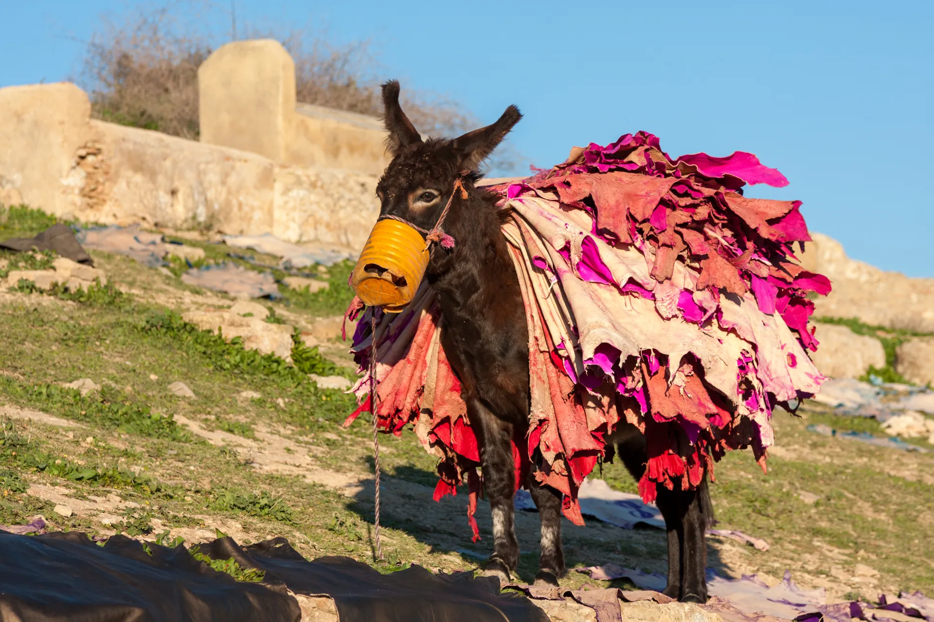 Operaio che sistema pelli tinte di rosa all'aperto nei pressi di Fès.