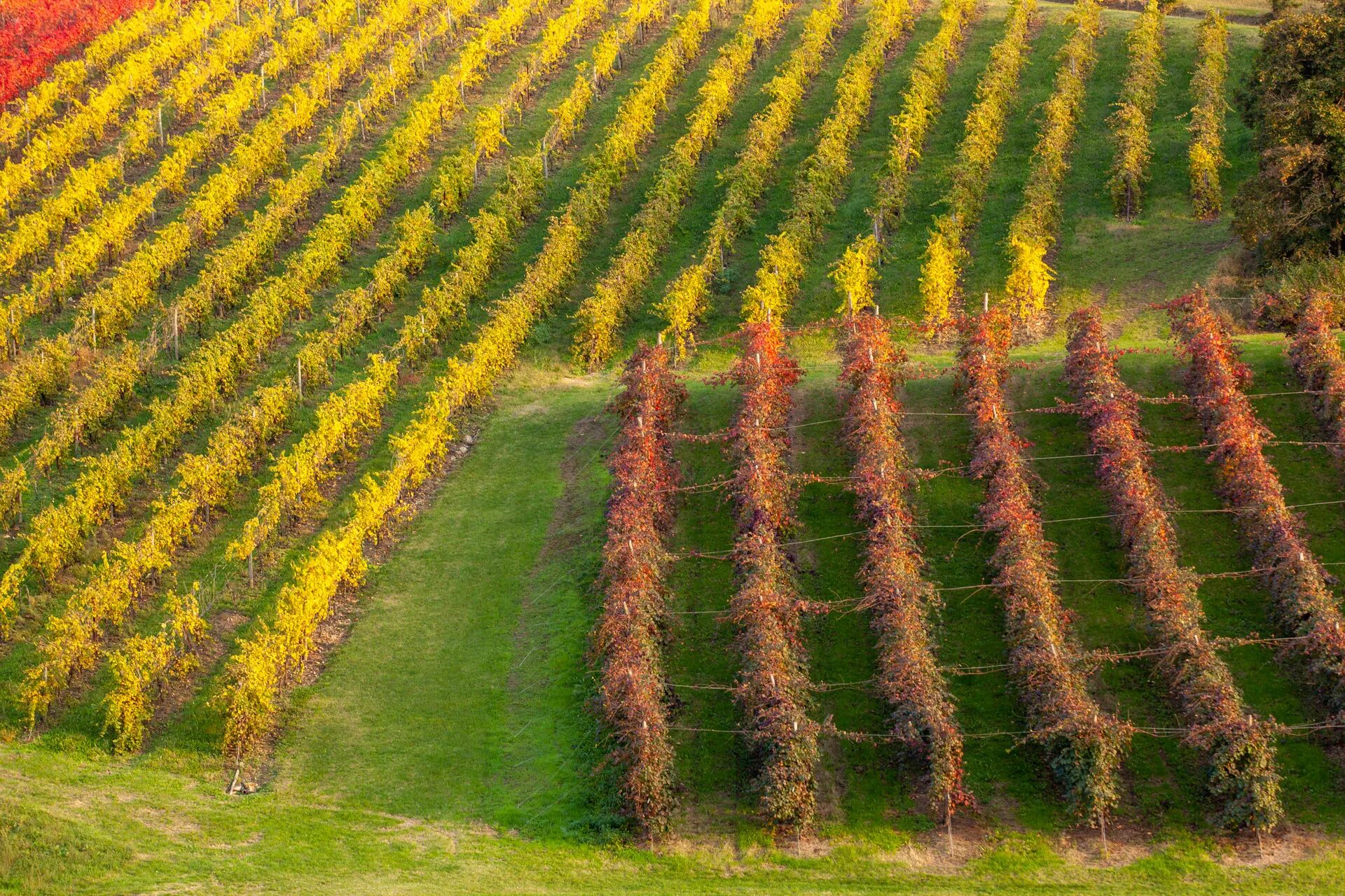 Campo di vigneti Lambrusco Grasparossa a Castelvetro con filari verdi, gialli e rossi.