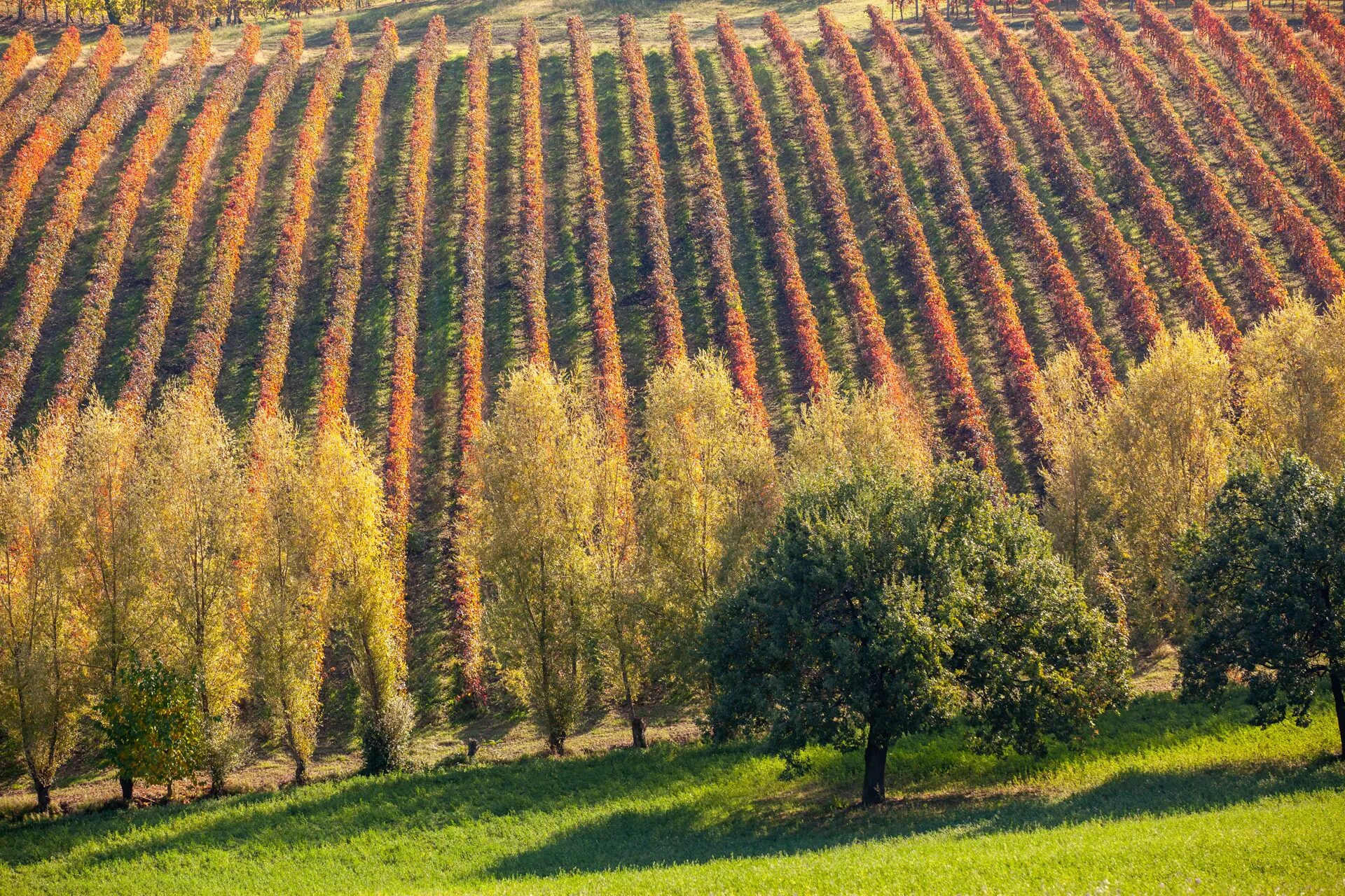 Pendio di vigneti rosso-arancio intervallato da una linea di alberi dal foliage giallo intenso e una quercia verde.