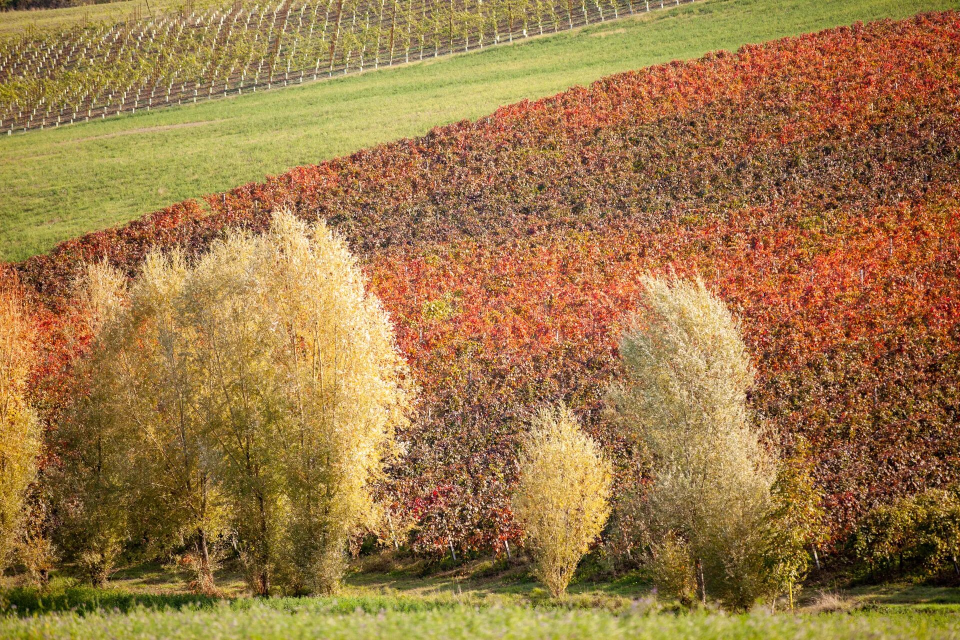 Inquadratura ravvicinata di alberi dal foliage giallo chiaro con, sullo sfondo, un pendio di vigneti rosso-bruno.