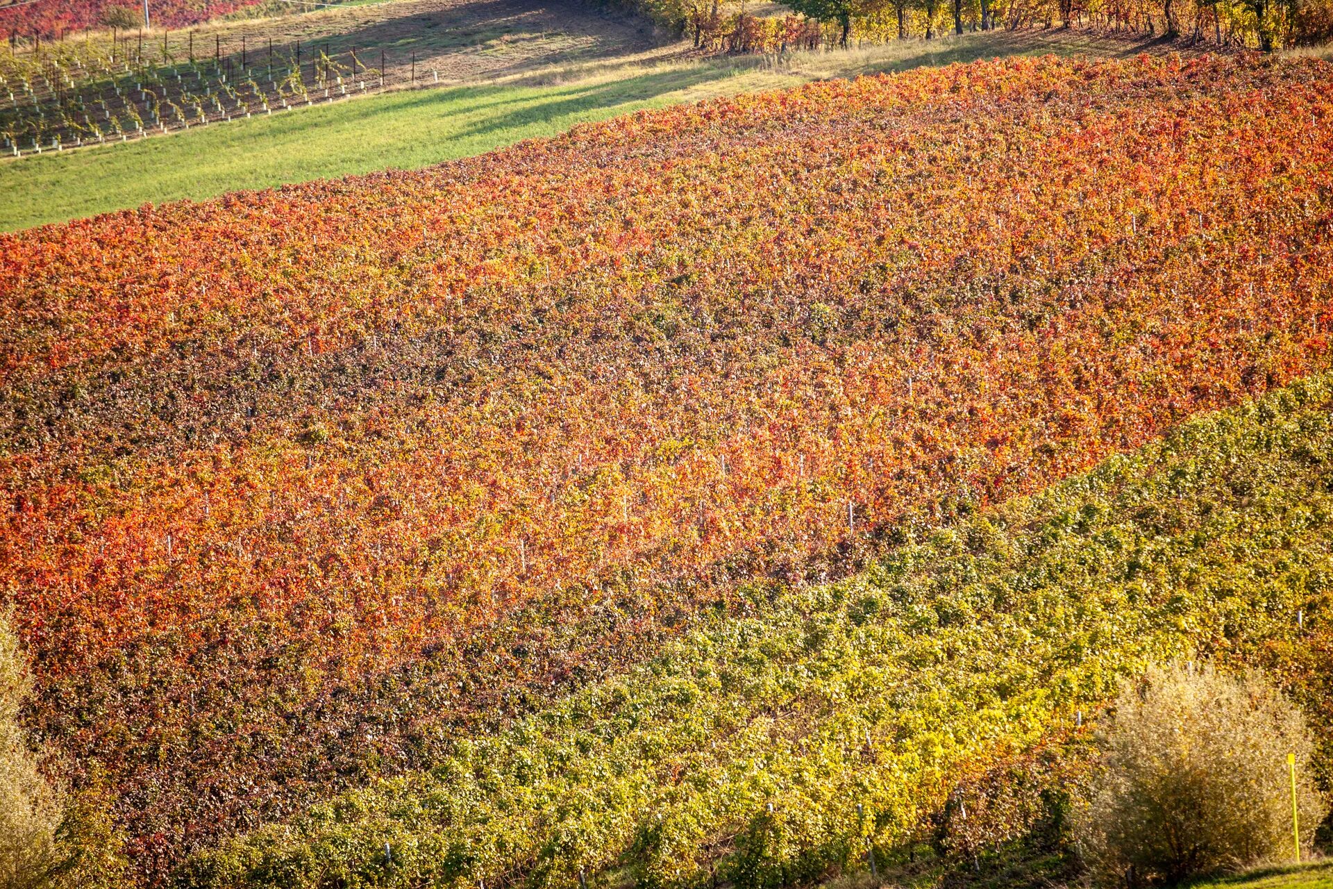 Primo piano di un ampio campo di vigneto con foliage che sfuma dal rosso scuro al giallo-verde su un pendio.