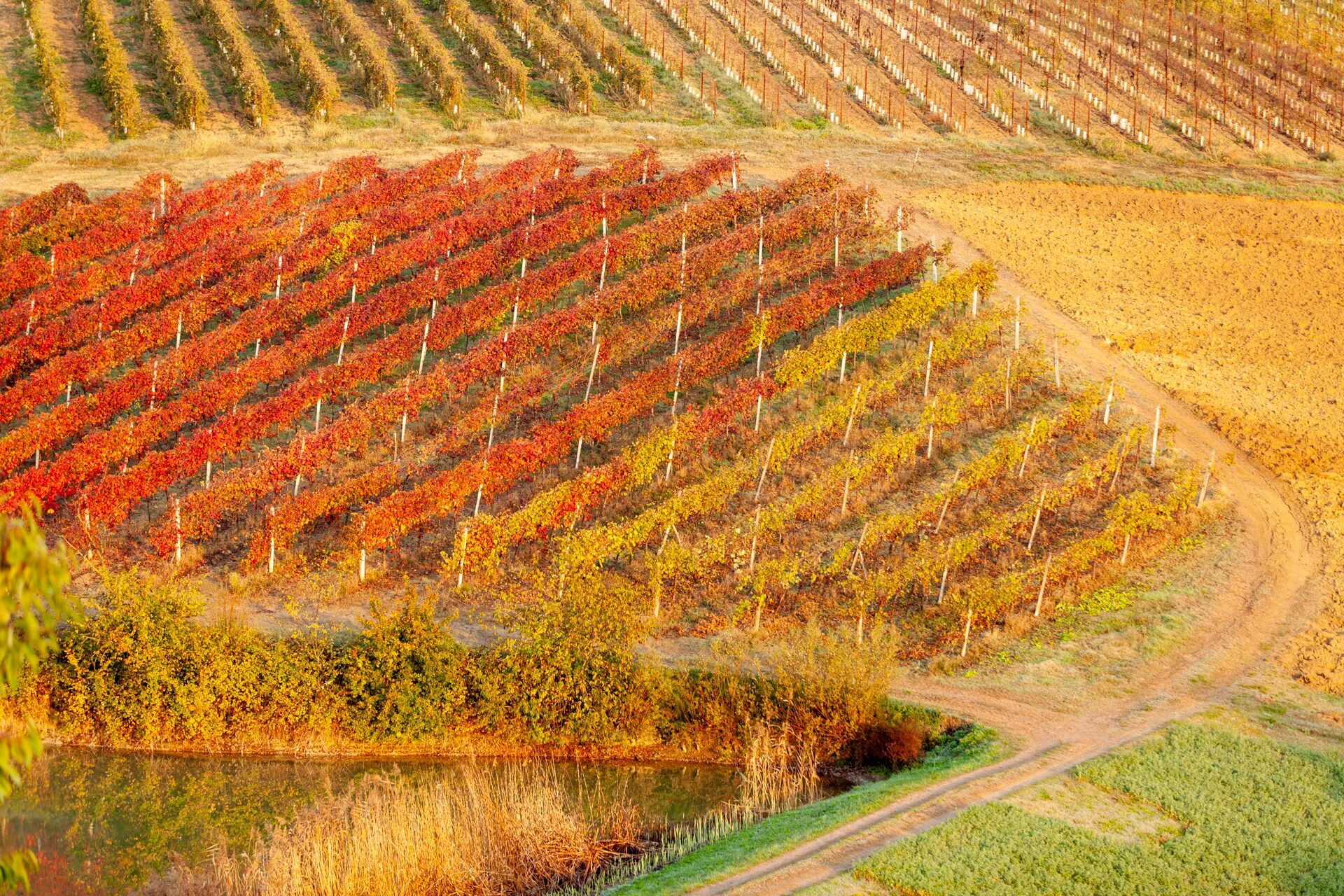 Campi coltivati con filari di vigne rosse e gialle, uno specchio d'acqua in basso e una stradina sterrata.