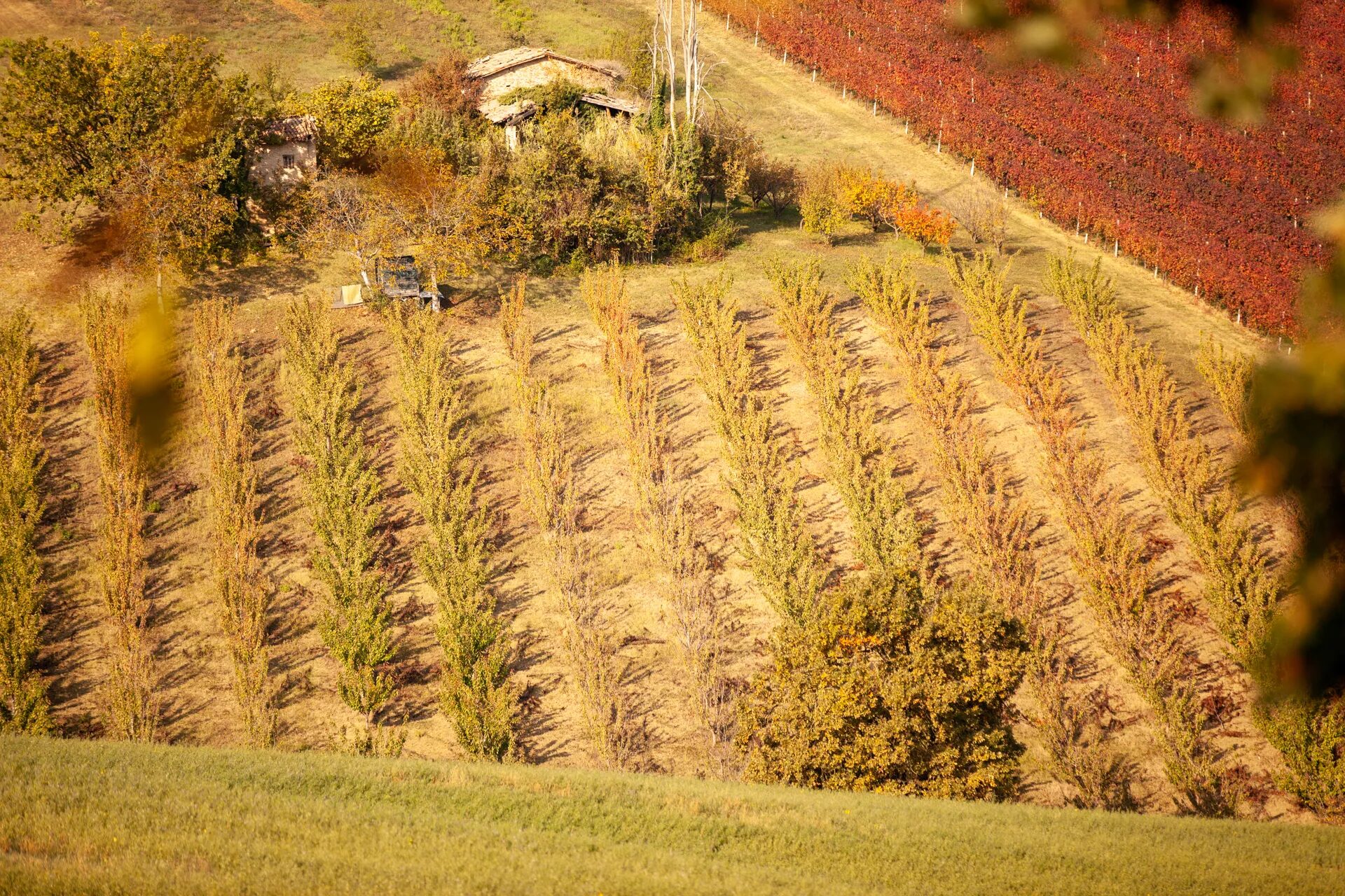 Casale rustico semi-abbandonato su una collina, affiancato da filari di vigneti con colori che variano.