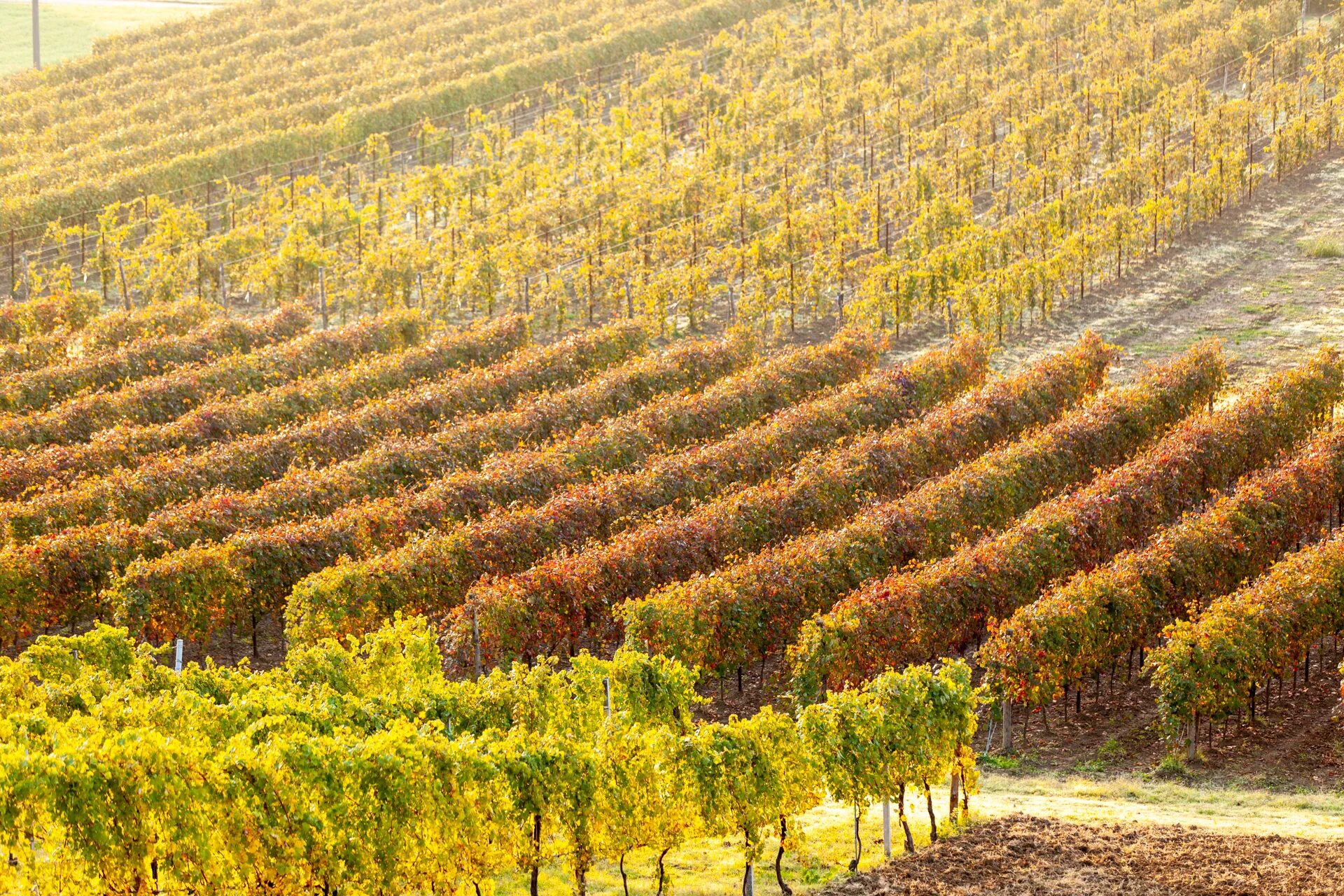 Vista dall'alto di filari di vigne illuminate dalla luce bassa del mattino o del tardo pomeriggio, con colori giallo e arancio.