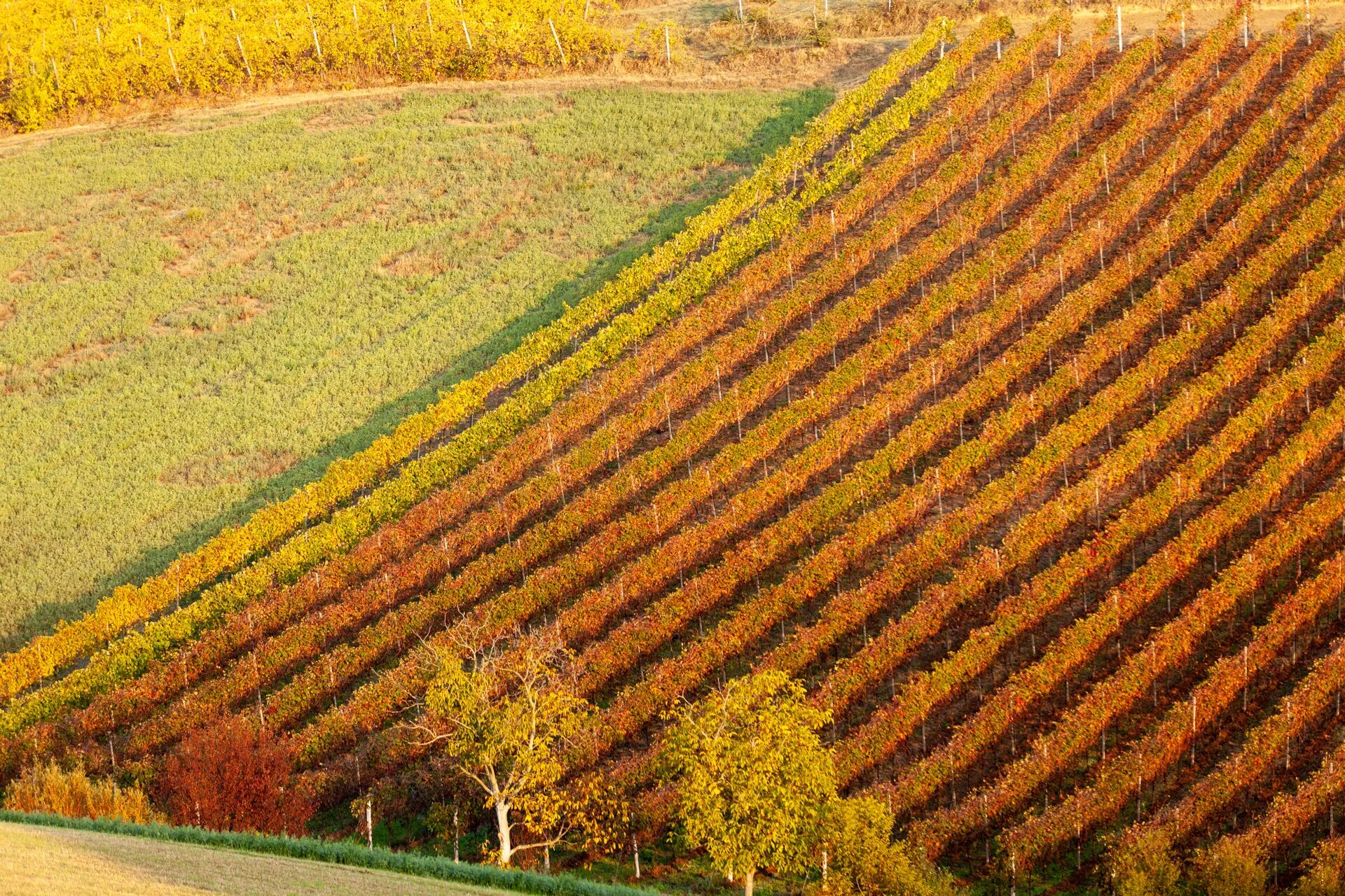 Campo di vigneti con filari diagonali di foliage giallo e arancio, affiancato da una sezione verde.